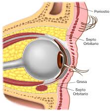 diagrama de septo orbitario